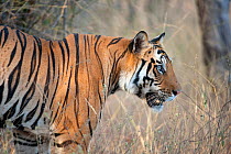 Tiger (Panthera tigris) male in profile. Bandhavgarh National Park, India.