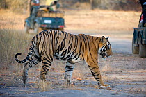 Tiger (Panthera tigris) male crossing a road with vehicles. Bandhavgarh National Park, India.