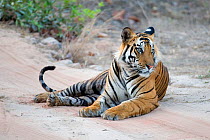 Tiger (Panthera tigris) male resting on road. Bandhavgarh National Park, India.