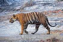 Tiger (Panthera tigris) male walking. Bandhavgarh National Park, India.