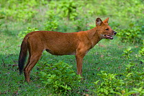 Dhole / Asiatic Wild Dog (Cuon alpinus). Karnataka, India.