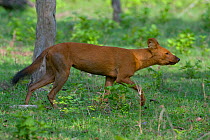 Dhole / Asiatic Wild Dog (Cuon alpinus) adult female. Karnataka, India.