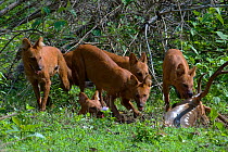 Dhole / Asiatic Wild Dog (Cuon alpinus) pack feeding on Spotted Deer (Axis axis). Karnataka, India.