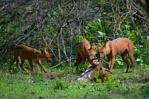 Dhole / Asiatic Wild Dog (Cuon alpinus) adults and puppy feeding on Spotted Deer (Axis axis). Karnataka, India.
