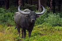 Asiatic Wild / Water Buffalo (Bubalus arnee). Royal Manas National Park, Bhutan.