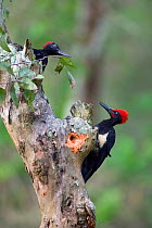 White-bellied Woodpecker (Dryocopus javensis), male (below) and female. Western Ghats, South India.