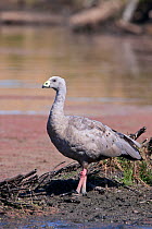 Cape Barren / Cereopsis Goose (Cereopsis novaehollandiae) standing in wetland. St Anne's Lagoon, Canterbury, New Zealand, January.
