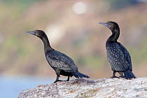 Little Black Cormorants / Shags (Phalacrocorax sulcirostris)  on a rock. Lake Rotorua, Bay of Plenty, New Zealand, July.