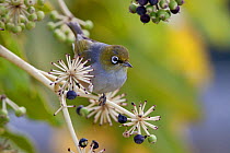 Silvereye / Grey Backed White-eye (Zosterops lateralis) perching in a Japanese Aralia (Fatsia japonica). Havelock North, Hawkes Bay, New Zealand, September.
