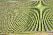 Aerial view of grape vineyard with working tractor. Hastings, Hawkes Bay, New Zealand, November 2009.