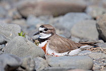 Banded Dotterel / Double-banded Plover (Charadrius bicinctus) male in breeding plumage sitting on nest amongst river stones. Ngaruroro River, Hawkes Bay, New Zealand, November.