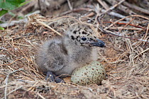 Southern Black Backed / Kelp Gull (Larus dominicanus) chick and egg in nest. The chick is newly hatched and the egg-tooth can still be seen. Ngaruroro River, Hawkes Bay, New Zealand, November.