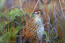 Fernbird (Megalurus punctatus) in dense vegetation on the ground. Stockton Plateau, West Coast, New Zealand, April.
