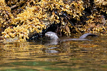 Fully grown Northern River Otter (Lutra canadensis) pup swimming along the shoreline. Walker Cove, Alaska, United States, July.