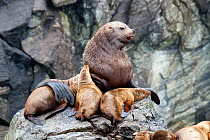 Large adult male Steller's Sea Lion (Eumetopias jubatus) resting on rocks surrounded by females of his harem. Inian Islands, Alaska, United States, July.