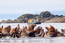 Steller's Sea Lions (Eumetopias jubatus) resting on rocks above the tideline. Zodiac with tourists watching in the background. The Brothers, Alaska, United States, July.