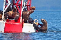 Steller's Sea Lions (Eumetopias jubatus) resting on channel bouy, with one trying to get up onto bouy out of water. Petersburg, Alaska, United States, July.