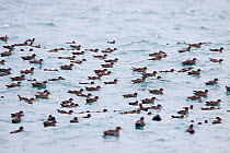 Raft of Sooty Shearwaters (Puffinus griseus) on the sea surface, off Kayak Island, Alaska, United States, July.