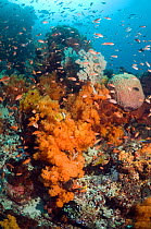 Coral reef scenery with soft corals (Scleronephthya sp.) and gorgonian. Komodo National Park, Indonesia.