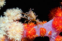 Hydroid or Fairy crab (Hyastenus bispinosus) perched on soft coral. It has decorated its body with hydroid polyps. Majidae - Spider or Decorator crab. Rinca, Komodo National Park, Indonesia.