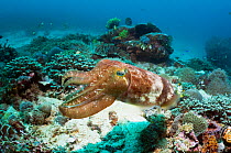 Broadclub Cuttlefish (Sepia Latimanus). Komodo National Park, Indonesia.