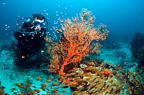 Male scuba diver with Gorgonian (Gorganacae) and Sweepers on coral reef. Komodo National Park, Indonesia.