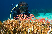 Scuba diver watching a school of mixed Anthias fish  over acropora corals. Komodo National Park, Indonesia.