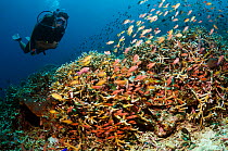Scuba diver watching a large school of mixed Anthias over acropora corals. Komodo National Park, Indonesia.