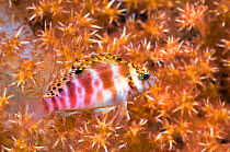 Spotted Hawkfish (Cirrhitychthys aprinus) with soft coral. Rinca, Komodo National Park, Indonesia.