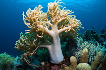 Leather Coral (Sinularia flexibilis). Komodo National Park, Indonesia.