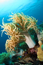 Leather Coral (Sinularia flexibilis). Komodo National Park, Indonesia.
