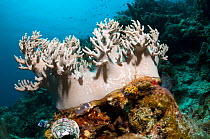 Leather Coral (Sinularia sp). Komodo National Park, Indonesia.