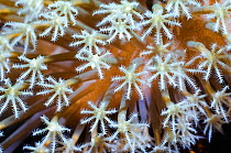 Leather Coral (Sarcophyton sp) polyps close-up. Komodo National Park, Indonesia.