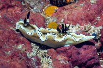 Nudibranch (Glossodoris atromarginata). Superfamily Cryptobranchia, Family Chromodorididae. Rinca, Komodo National Park, Indonesia.