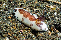 Nudibranch (Jorunna funebris). Superfamily Cryptobranchia, family Discodorididae. Rinca, Komodo National Park, Indonesia.