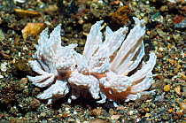 Nudibranch (Phyllodesmium crypticum). Suborder Aeolidina, family Facelinidae. Rinca, Komodo National Park, Indonesia.