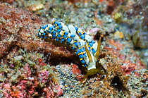 Nudibranch (Trinchesia yamasui). Suborder Aeolidina, Family Tergipedidae, Genus Trinchesia. Rinca, Komodo National Park, Indonesia.