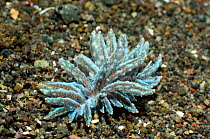 Nudibranch (Phyllodesmium crypticum). Suborder Aeolidina, family Facelinida. Rinca, Komodo National Park, Indonesia.