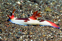 Nudibranch (Nembrotha chamberlaini). Superfamily Phanerobrancia, family Polyceridae, subfamily Nembrothhinae. Rinca, Komodo National Park, Indonesia.