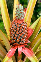 Pineapple growing,  Indonesia.