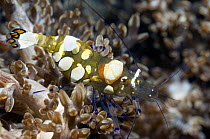 Anemone Shrimp (Periclimenes brevicarpalis). Komodo National Park, Indonesia.