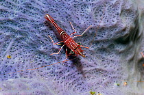 Hingebeak Shrimp (Rhynchocinetes durbanensis) on sponge. Rinca, Komodo National Park, Indonesia.