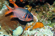Soldierfish (Myripristis sp.) with Bluestreak cleaner wrasse (Labroides dimidiatus). Rinca, Komodo National Park, Indonesia.