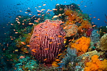 Barrel Sponge (Xestospongia testudinaria) on coral reef with soft corals (Scleronephthya sp), gorgonian and Lyretail anthias (Pseudanthias squamipinnis). Komodo National Park, Indonesia.