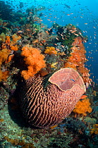 Barrel Sponge (Xestospongia testudinaria) on coral reef with soft corals (Scleronephthya sp), gorgonian and Lyretail anthias (Pseudanthias squamipinnis). Komodo National Park, Indonesia.