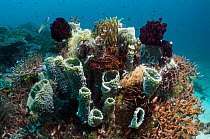 Tube Sponge (Callyspongia sp.) with crinoids on coral reef. Rinca, Komodo National Park, Indonesia.