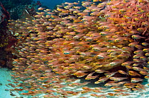 Coral reef with school of Pygmy Sweepers (Parapriacanthus ransonetti). Komodo National Park, Indonesia.