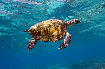 Hawksbill turtle (Eretmochelys imbricata) swimming up to the surface to breathe, Rinca, Komodo National Park, Indonesia.