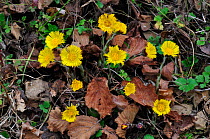 Coltsfoot (Tussilago farfara) in flower in early spring, Dorset, UK, March