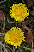 Coltsfoot (Tussilago farfara) flowers in early spring, Dorset, UK, March